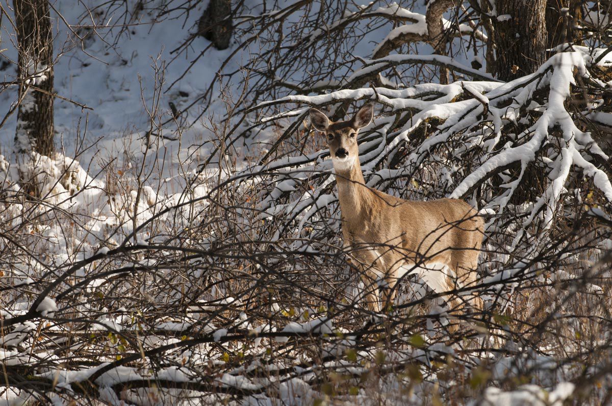 Deer stands on Pine Ridge at the Nebraska National Forest